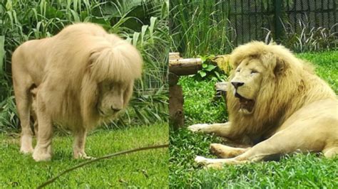 獅子剪頭髮 適合居住